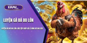 Luyện Gà Đá Bo Lớn 11UU: Bài Tập Giúp Gà Lì Đòn Và Dai Sức