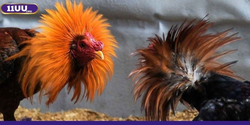 Tìm hiểu sơ qua về sảnh Đá gà 11UU Tìm hiểu sơ qua về sảnh Đá gà 11UU