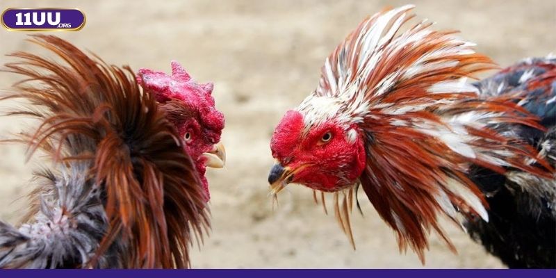 Vì sao các thành viên vô cùng yêu thích sảnh game này Vì sao các thành viên vô cùng yêu thích sảnh game này